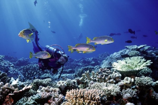 Diving 